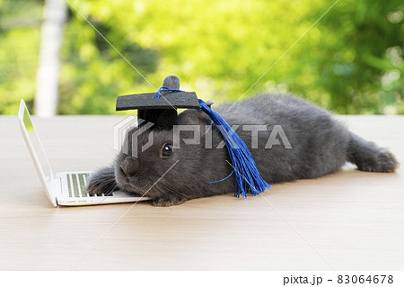 Newborn tiny bunny grey rabbit wear graduation cap with small laptop while lying on the wood Newborn tiny bunny grey rabbit wear graduation cap with small laptop while lying on the wood 83064678