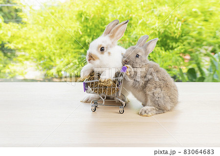 Easter holiday bunny animal and shopping online concept. Two adorable baby rabbit white, brown Easter holiday bunny animal and shopping online concept. Two adorable baby rabbit white, brown 83064683
