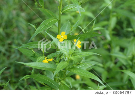 湿地や荒れ地で小さな黄色い花を咲かす、帰化植物のアメリカクサレダマ 83064797