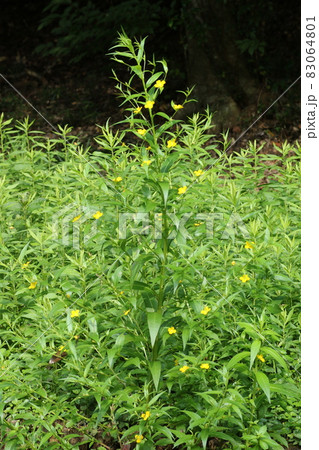 湿地や荒れ地で小さな黄色い花を咲かす、帰化植物のアメリカクサレダマ 83064801