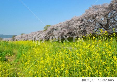 4月の早朝に訪れた京都府八幡市背割堤の満開の桜と菜の花のコントラストが美しい 4月の早朝に訪れた京都府八幡市背割堤の満開の桜と菜の花のコントラストが美しい 83064885