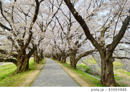 4月の早朝に歩く京都府八幡市背割堤の桜並木が無人で美しい 4月の早朝に歩く京都府八幡市背割堤の桜並木が無人で美しい 83064886