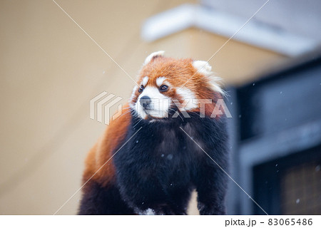 天真爛漫　レッサーパンダ 83065486