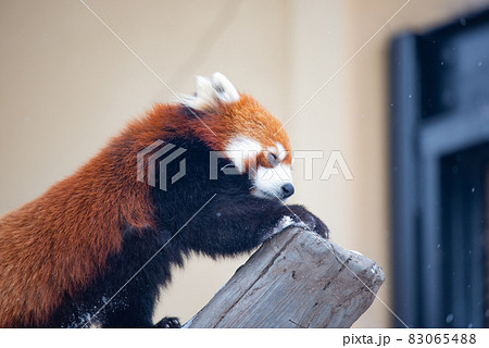 天真爛漫　レッサーパンダ 83065488