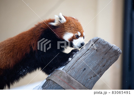 天真爛漫 レッサーパンダ 天真爛漫 レッサーパンダ 83065491