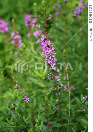 夏に紫の花を咲かせる、ミソハギ 83065523