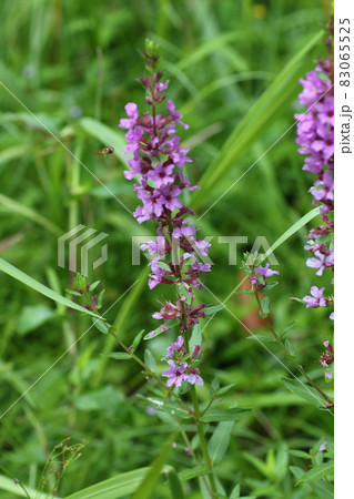 夏に紫の花を咲かせる ミソハギの写真素材