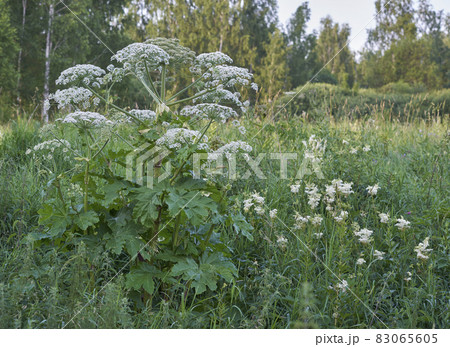 Weed hogweed Weed hogweed 83065605