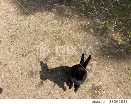 うさぎの島 大久野島 2本足で立つ うたっち 黒うさぎ 広島県 竹原市 の写真素材 0651 うさぎの島 大久野島 2本足で立つ うたっち 黒うさぎ 広島県 竹原市 の写真素材 0651