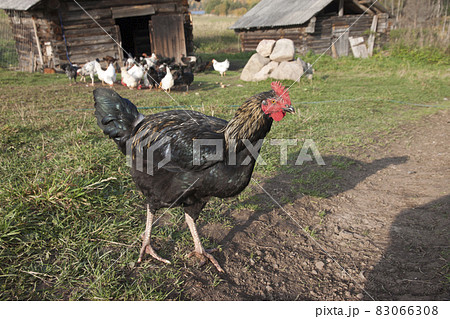 Black chicken walk among on the grass Black chicken walk among on the grass 83066308