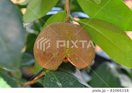 リンゴツバキの実 リンゴツバキの実 83066338