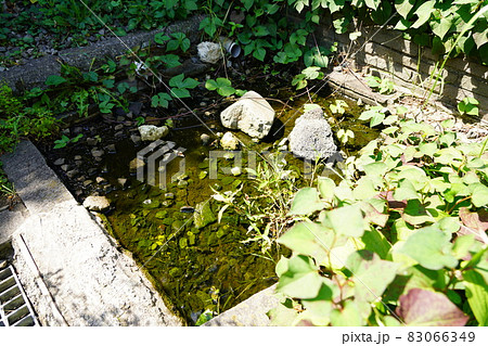 港区の亀塚公園の斜面緑地と湧水 83066349