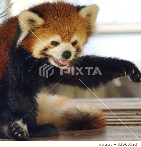 レッサーパンダ レッサーパンダ 83066523