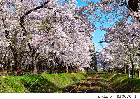 桜景　津軽鉄道　芦野公園駅付近 83067041