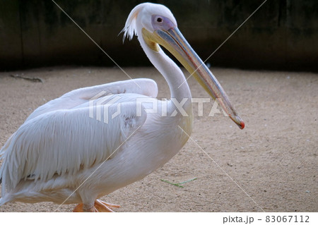 ペリカン 83067112