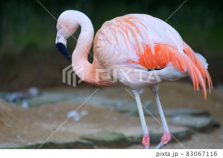オオフラミンゴ 83067116