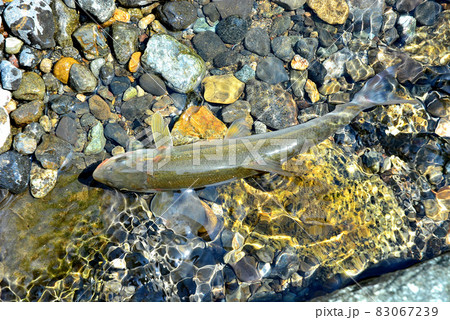 ウグイを釣って直ぐに生きている状態で撮った ウグイを釣って直ぐに生きている状態で撮った 83067239