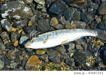 ウグイを釣って直ぐに生きている状態で撮った ウグイを釣って直ぐに生きている状態で撮った 83067241