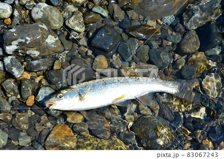 ウグイを釣って直ぐに生きている状態で撮った ウグイを釣って直ぐに生きている状態で撮った 83067243