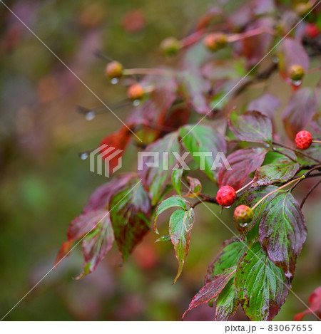 四国の屋根瓶ヶ森林道の自然「サンシュユ」の実 四国の屋根瓶ヶ森林道の自然「サンシュユ」の実 83067655
