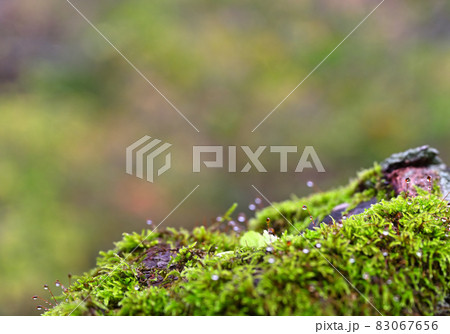 四国の屋根瓶ヶ森林道の自然「コケ」 四国の屋根瓶ヶ森林道の自然「コケ」 83067656