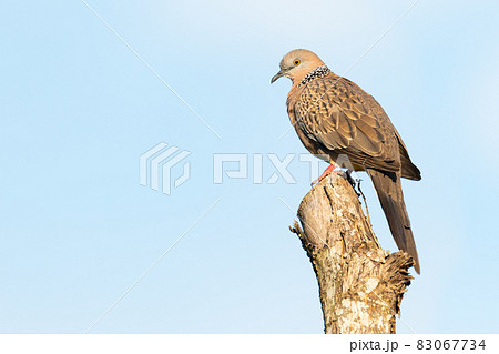Spotted dove perching on top of tree stump 83067734