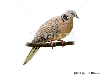 Spotted dove perching on a perch isolated on white background 83067736