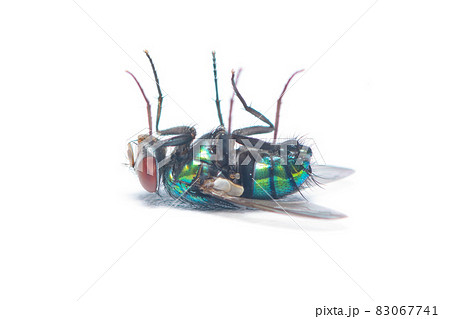 Glittering Green Bottle Fly isolated on white background Glittering Green Bottle Fly isolated on white background 83067741