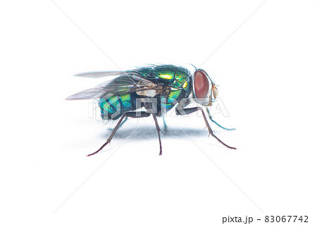 Glittering Green Bottle Fly isolated on white background 83067742