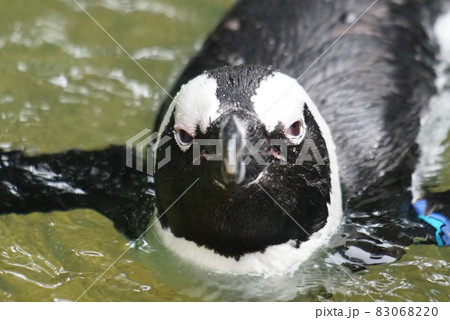 ケープペンギン 83068220