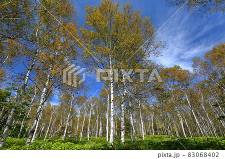 長野県南佐久郡佐久穂町　八千穂高原日本一の白樺群生地 83068402