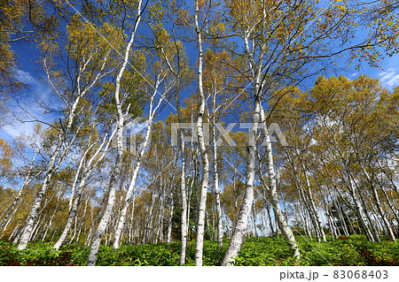長野県南佐久郡佐久穂町　八千穂高原日本一の白樺群生地 83068403