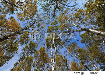 長野県南佐久郡佐久穂町　八千穂高原日本一の白樺群生地 83068405