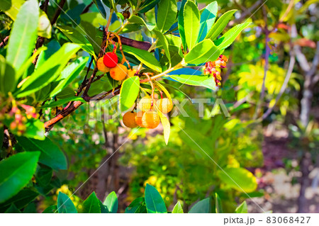 イチゴノキに本当に苺のような実がなっています。賑やかできれいです。 83068427