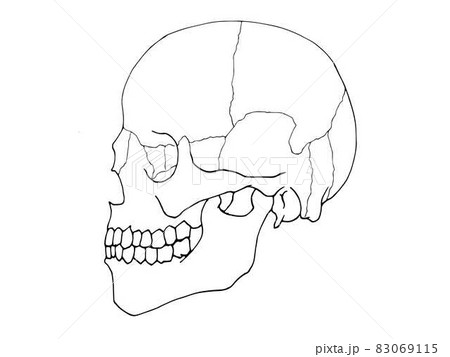 横から見た頭蓋骨のイラストのイラスト素材