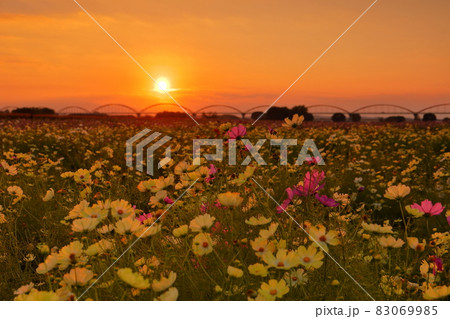 埼玉県鴻巣市吹上　荒川河川敷に広がるコスモス畑と夕焼け 83069985