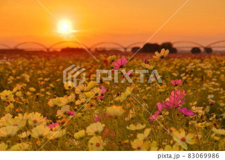 埼玉県鴻巣市吹上 荒川河川敷に広がるコスモス畑と夕焼け 埼玉県鴻巣市吹上 荒川河川敷に広がるコスモス畑と夕焼け 83069986
