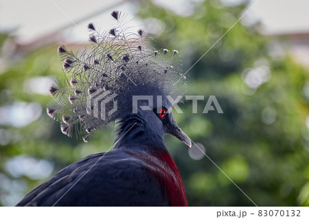 Victoria crowned pigeon, Latin Goura victoria looks into the distance 83070132