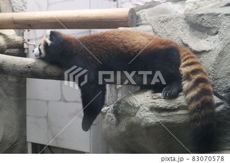 ナイトサファリ 83070578