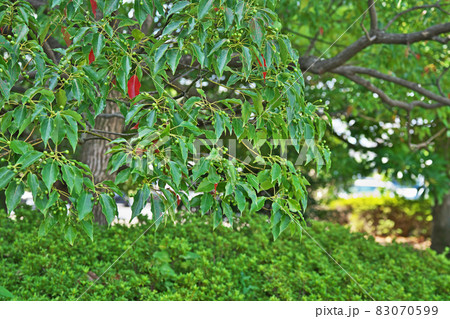 緑色のクスノキの実（秋） 83070599