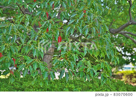 緑色のクスノキの実(秋) 緑色のクスノキの実(秋) 83070600