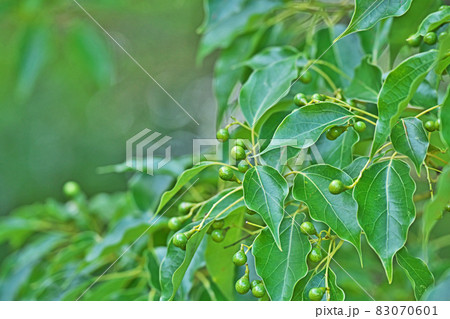 緑色のクスノキの実（秋） 83070601