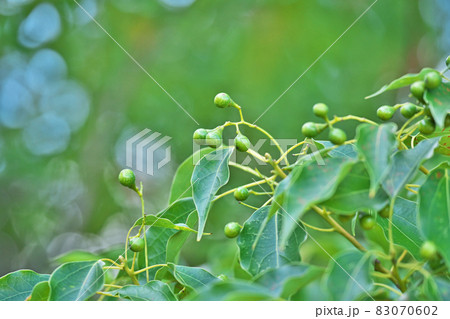 緑色のクスノキの実(秋) 緑色のクスノキの実(秋) 83070602