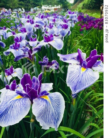 頼成の森　花しょうぶ2 83070932