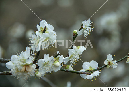 寒さに耐え気品よく咲く 寒さに耐え気品よく咲く 83070936
