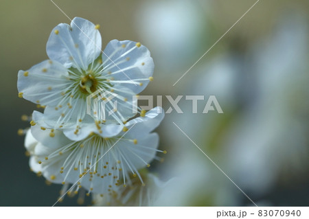 寒さに耐え気品よく咲く 寒さに耐え気品よく咲く 83070940