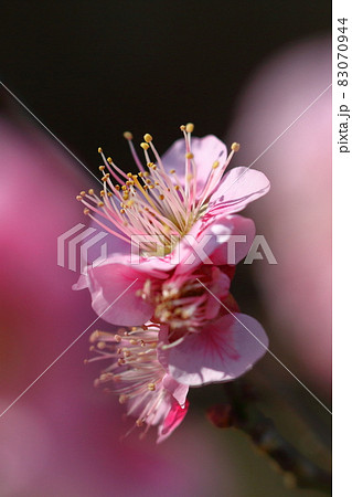 寒さに耐え気品よく咲く 83070944