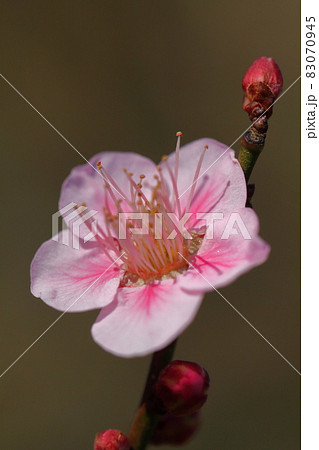 寒さに耐え気品よく咲く 83070945