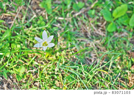 白色のタマスダレの花(初秋) 白色のタマスダレの花(初秋) 83071103