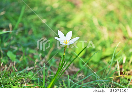 白色のタマスダレの花(初秋) 白色のタマスダレの花(初秋) 83071104